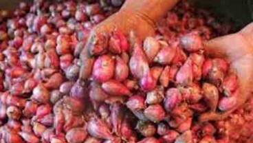 BAWANG MERAH: Alami Penurunan Harga Terbesar di Balikpapan